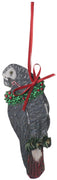 Timneh African Grey